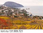 Crimean autumn landscape. View of the village of Gurzuf, the Black Sea coast, Mount Ayu-Dag or Bear Mountain and yellow vineyards on the hills from the observation deck on an autumn day at sunset (2021 год). Стоковое фото, фотограф Виктория Катьянова / Фотобанк Лори