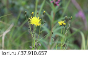 Скерда кровельная (Crepis tectorum). Цветы растения. Стоковое видео, видеограф Григорий Писоцкий / Фотобанк Лори