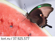 Bright and juicy butterfly on a watermelon. Papilio palinurus. Side view. Стоковое фото, фотограф Дина Дамоцева / Фотобанк Лори