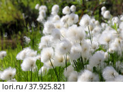 Пушица Шейхцера - Eriophorum scheuchzeric. Растение летом на севере Западной Сибири. Стоковое фото, фотограф Григорий Писоцкий / Фотобанк Лори