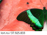 Bright and juicy butterfly on a watermelon. Papilio palinurus. Green butterfly on a red watermelon. Стоковое фото, фотограф Дина Дамоцева / Фотобанк Лори
