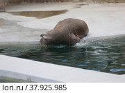 Trained walrus in the zoo by the water. Стоковое фото, фотограф Ирина Вершинская / Фотобанк Лори