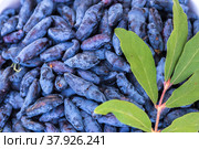 Fresh blue honeysuckle, also known as Honey berry, a background of blue berries with green leaves. Fashionable tinting. Стоковое фото, фотограф Ольга Сейфутдинова / Фотобанк Лори