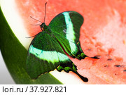 Bright and juicy butterfly on a watermelon. Papilio palinurus. Green butterfly on a red watermelon. Стоковое фото, фотограф Дина Дамоцева / Фотобанк Лори