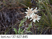 Lake Baikal in summer. Siberian wild edelweiss  is a flower of magic and love on the coast of Olkhon Island (Lat. Leontopodium sibiricum) Стоковое фото, фотограф Виктория Катьянова / Фотобанк Лори