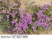 Top view of blooming spicy thyme on the sandy shore of Lake Baikal. Floral natural background. Healing aromatic plant widely used in traditional medicine (Lat.Thymus serpyllum) Стоковое фото, фотограф Виктория Катьянова / Фотобанк Лори