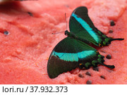 Bright and juicy butterfly on a watermelon. Papilio palinurus. Turquoise butterfly on a red watermelon. Стоковое фото, фотограф Дина Дамоцева / Фотобанк Лори