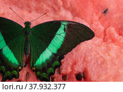Bright and juicy butterfly on a watermelon. Papilio palinurus. Green butterfly on a red watermelon. Стоковое фото, фотограф Дина Дамоцева / Фотобанк Лори
