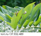 Личинки Пилильщика купенового (лат: Phymatocera Aterrima) поедают лист растения купена. Стоковое фото, фотограф Елена Павлова / Фотобанк Лори
