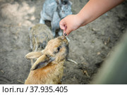 Девочка кормит кролика. Стоковое фото, фотограф Виталий Михайлюк / Фотобанк Лори