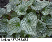 Серебристо-зеленые листья бруннеры Brunnera macrophylla сорта Jack Frost. Стоковое фото, фотограф Елена Елистратова / Фотобанк Лори