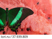 Bright and juicy butterfly on a watermelon. Papilio palinurus. Green butterfly on a red watermelon. Стоковое фото, фотограф Дина Дамоцева / Фотобанк Лори