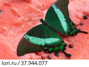 Bright and juicy butterfly on a watermelon. Papilio palinurus. Green butterfly on a red watermelon. Стоковое фото, фотограф Дина Дамоцева / Фотобанк Лори