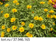 Гелиопсис подсолнечниковый вариегатный (Heliopsis Helianthoides)) Стоковое фото, фотограф Т. З. / Фотобанк Лори