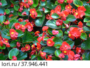 Бегония вечноцветущая (Begonia semperflorens Link & Otto)  с красными цветками. Стоковое фото, фотограф Ирина Борсученко / Фотобанк Лори