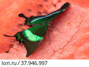 Bright and juicy butterfly on a watermelon. Papilio palinurus. Green butterfly on a red watermelon. Стоковое фото, фотограф Дина Дамоцева / Фотобанк Лори
