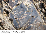 Ancient rock carvings of animals in the Sarmysh gorge, Nurata mountain range, Uzbekistan (2016 год). Стоковое фото, фотограф Юлия Бабкина / Фотобанк Лори