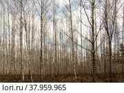Стройные ряды молодой березовой рощицы. Стоковое фото, фотограф Виталий Владимирович Клюшнев / Фотобанк Лори