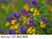 Иван-да-Марья или марьянник дубравный (лат. Melampyrum nemorosum) Стоковое фото, фотограф Татьяна Саванькова / Фотобанк Лори