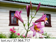 Трубчатая лилия. Сорт Пинк Перфекшн. Стоковое фото, фотограф Галина Савина / Фотобанк Лори