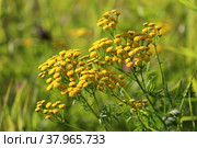 Tanacetum vulgare. Цветение пижмы летним солнечным днем на севере Сибири, Ямало-Ненецкий автономный округ. Стоковое фото, фотограф Григорий Писоцкий / Фотобанк Лори