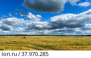 Collective farm fields Russia bread 2022. Стоковое фото, фотограф Nataliya Pogodina / Фотобанк Лори