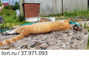 The cat is basking in the garden on a sunny day. Стоковое видео, видеограф Лилия Фролова / Фотобанк Лори