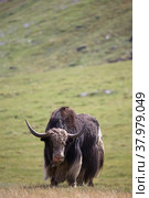 Mountain ox sarlyk or in lating Bos grunniens in highland natural environment. Стоковое фото, фотограф Сергей Пристяжнюк (Serg Zastavkin) / Фотобанк Лори