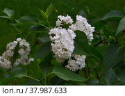 Flowers of white double-flowered cultivar lilac (syringa) Стоковое фото, фотограф Алексей Антипов / Фотобанк Лори