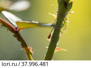 aphid on a rose, a parasite. Стоковое фото, фотограф Типляшина Евгения / Фотобанк Лори