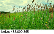 Russian meadow with Timothy-grass. Стоковое фото, фотограф Александр Fanfo / Фотобанк Лори