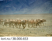 Bactrian or two-humped camel. Стоковое фото, фотограф Александр Fanfo / Фотобанк Лори