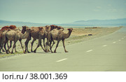 Bactrian or two-humped camel. Стоковое фото, фотограф Александр Fanfo / Фотобанк Лори