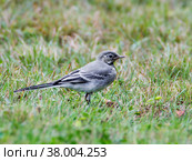 Птица Белая трясогузка (англ. wagtail) (лат. Motacilla alba) Стоковое фото, фотограф Галина Савина / Фотобанк Лори