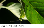 Praying mantis is silhouetted behind a green lilac leaf. Close-up of mantis insect. Backlighting (Contre-jour) Стоковое фото, фотограф Некрасов Андрей / Фотобанк Лори