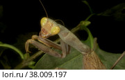 Green Praying mantis walks on a thorny branch and looks at on camera lens. European mantis (Mantis religiosa). Close up of mantis insect. Стоковое фото, фотограф Некрасов Андрей / Фотобанк Лори