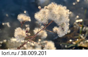 Seashore aster against the background of snow and frozen salt lake. Close-up of the Sea Aster (Tripolium pannonicum) Стоковое фото, фотограф Некрасов Андрей / Фотобанк Лори
