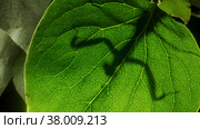 Praying mantis is silhouetted behind a green lilac leaf. Close-up of mantis insect. Backlighting (Contre-jour) Стоковое фото, фотограф Некрасов Андрей / Фотобанк Лори
