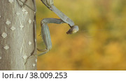 Praying mantis sits on branch on autumn yellow leaves background. Transcaucasian tree mantis (Hierodula transcaucasica). Close-up of mantis insect. Стоковое фото, фотограф Некрасов Андрей / Фотобанк Лори