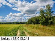 Берёзки, поле цветущего рапса, облака на голубом небе, полевая дорога, лес вдалеке летним солнечным днём (2022 год). Стоковое фото, фотограф Владимир Устенко / Фотобанк Лори