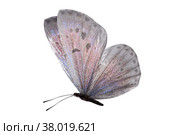 Day butterfly Lycaenidae with white wings and a pink shade. isolated on white background. Стоковое AI-изображение, AI-художник Поликарпов Владимир Владимирович / Фотобанк Лори