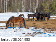 Лошади в загоне на ферме мартовским днем, Россия. Стоковое фото, фотограф Анна Карасева / Фотобанк Лори