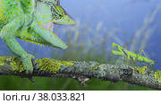 Close-up of mature Veiled chameleon stands with open mouth in front of a praying mantis. Cone-head chameleon or Yemen chameleon (Chamaeleo calyptratus) and Transcaucasian tree mantis (Hierodula transcaucasica) Стоковое фото, фотограф Некрасов Андрей / Фотобанк Лори