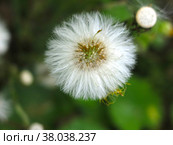 Мать-и-мачеха (tussilago Asteraceae) отцвела и превратилась в белые пушинки. Стоковое фото, фотограф Ольга Перфилова / Фотобанк Лори