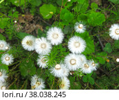 Мать-и-мачеха (tussilago Asteraceae) отцвела и превратилась в белые пушинки. Стоковое фото, фотограф Ольга Перфилова / Фотобанк Лори