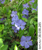 Весенний синий стелющийся многолетний цветок барвинок (Apocynaceae Vinca) Стоковое фото, фотограф Ольга Перфилова / Фотобанк Лори