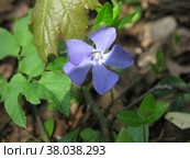 Весенний синий стелющийся многолетний цветок барвинок (Apocynaceae Vinca) Стоковое фото, фотограф Ольга Перфилова / Фотобанк Лори