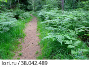 Заросли папоротника орляка обыкновенного (Pteridium aquilinum (L.) Kuhn) вдоль лесной тропинки. Стоковое фото, фотограф Ирина Борсученко / Фотобанк Лори