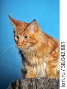 Red Maine Coon on a blue background. Стоковое фото, фотограф Анна Кривицкая / Фотобанк Лори