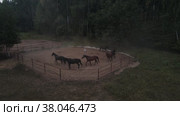 Horses run in a circle in levada. Aerial photography. Стоковое видео, видеограф Ярославский Максим / Фотобанк Лори